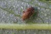 Psallus sp.